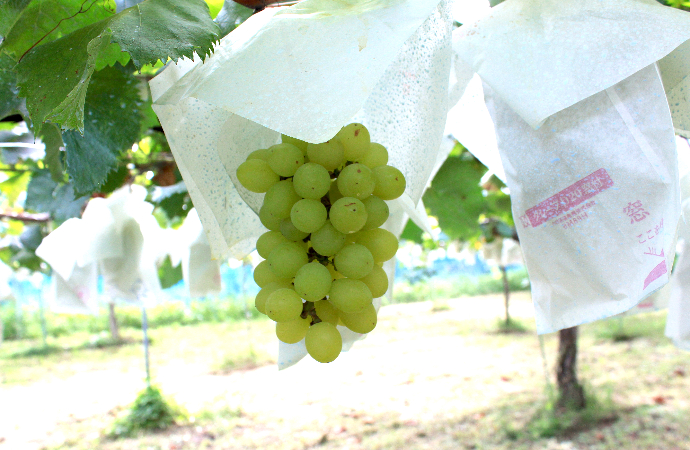 Sunshine Muscat grapes